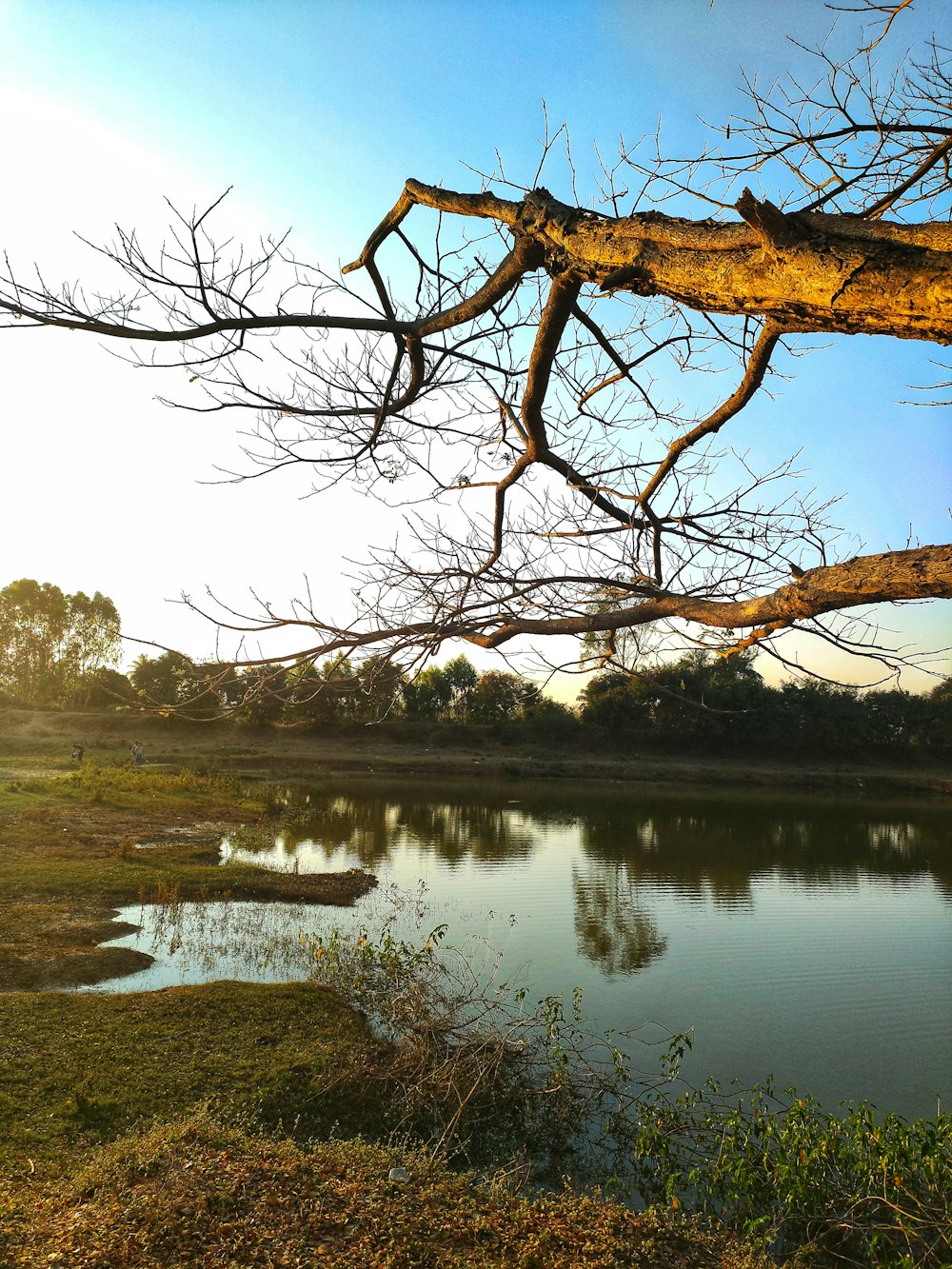 a large body of water surrounded by trees