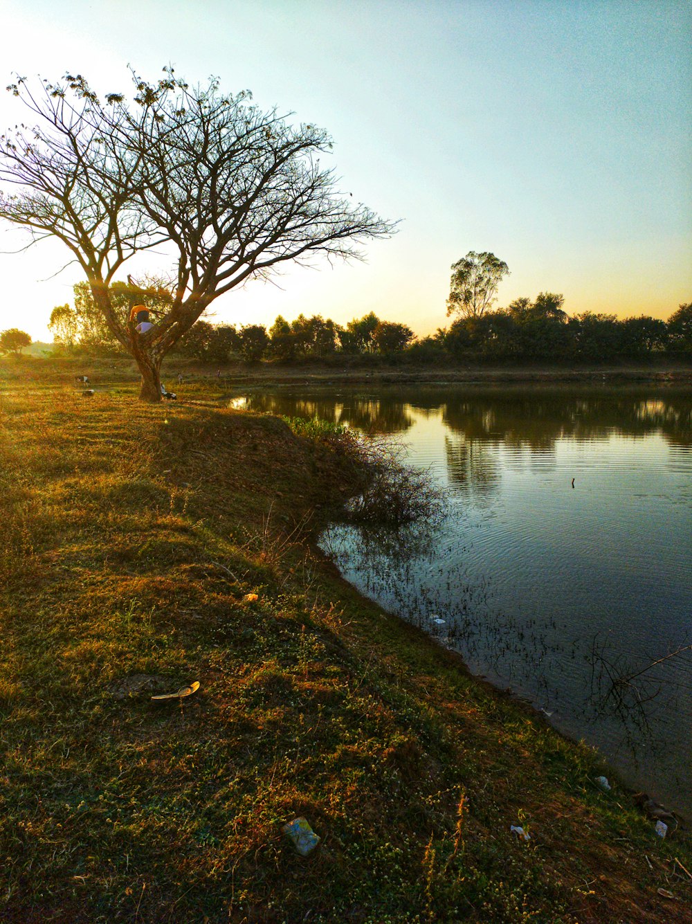 a lone tree sitting next to a body of water