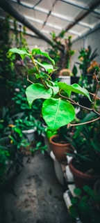 Close-up of a green leaf growing beside a pile of recycled electronic parts.