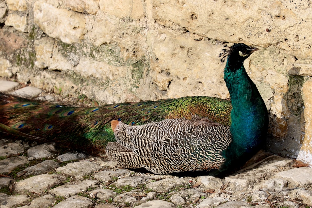 a peacock standing next to a stone wall