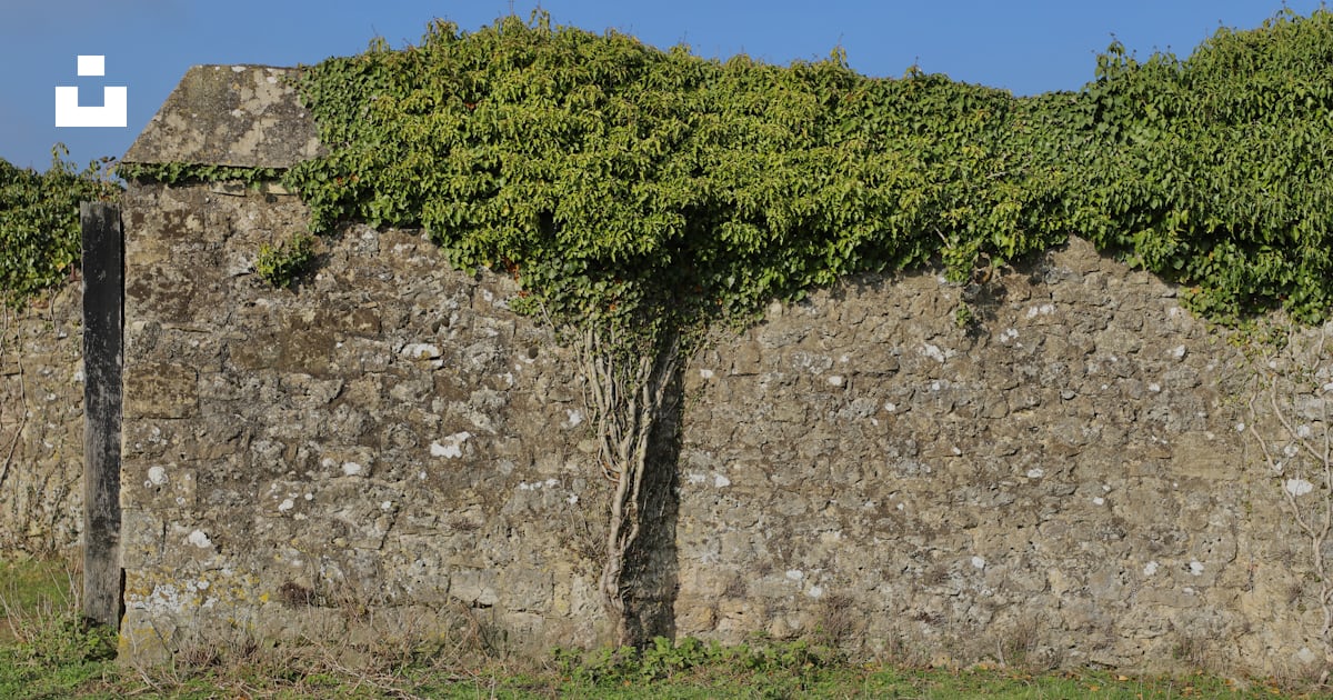 Un mur de pierre couvert de vignes à côté d’un champ photo Photo Mur Gratuite sur Unsplash Un mur de pierre couvert de vignes à côté d’un champ photo Photo Mur Gratuite sur Unsplash