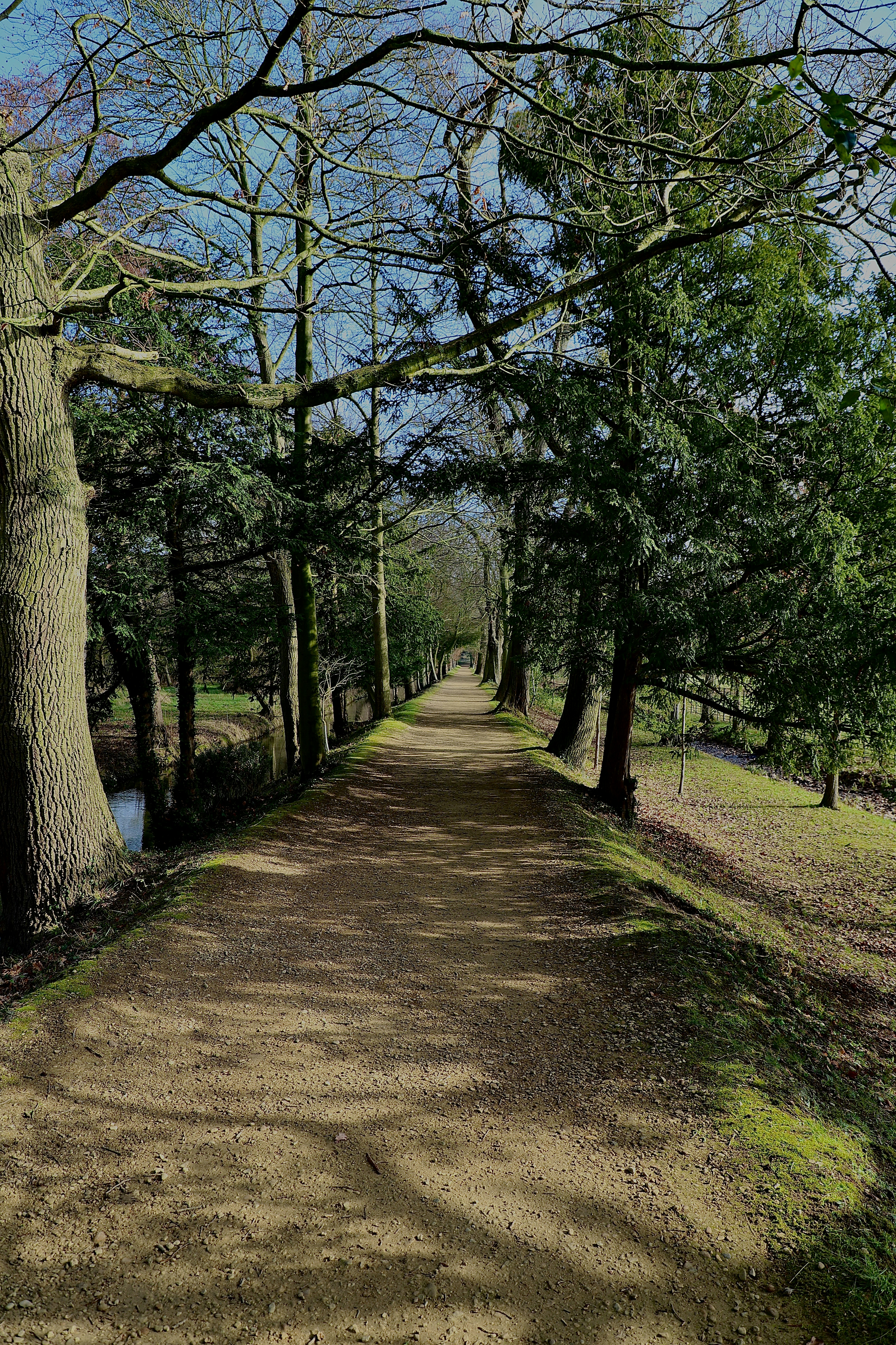 a dirt road surrounded by trees and grass