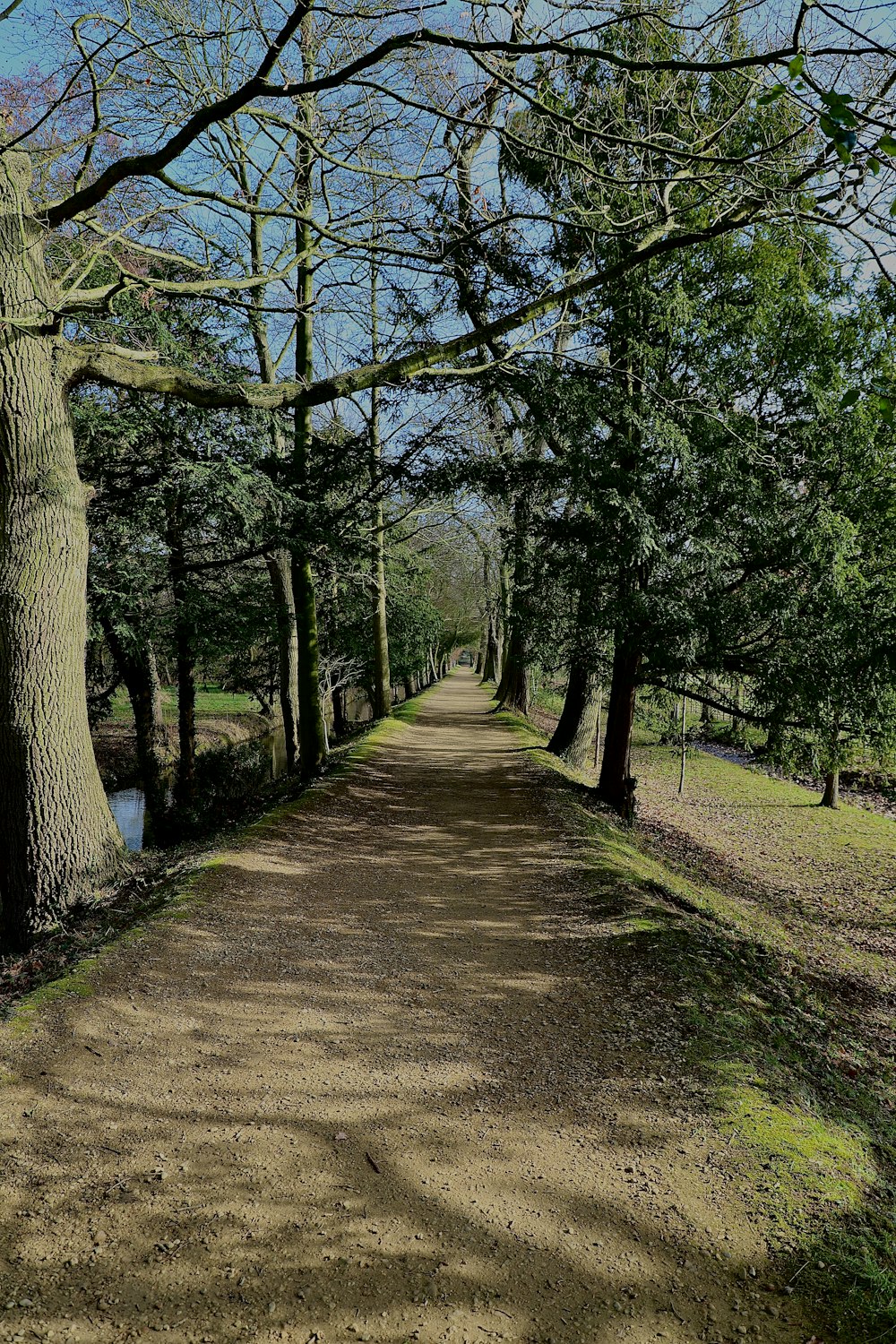 Un camino de tierra rodeado de árboles y hierba