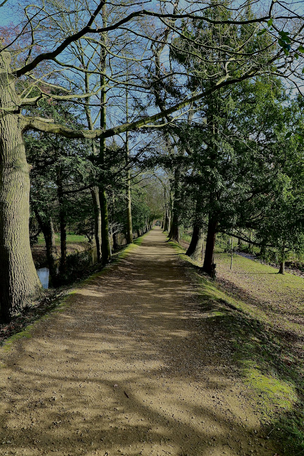 a dirt road surrounded by trees and grass