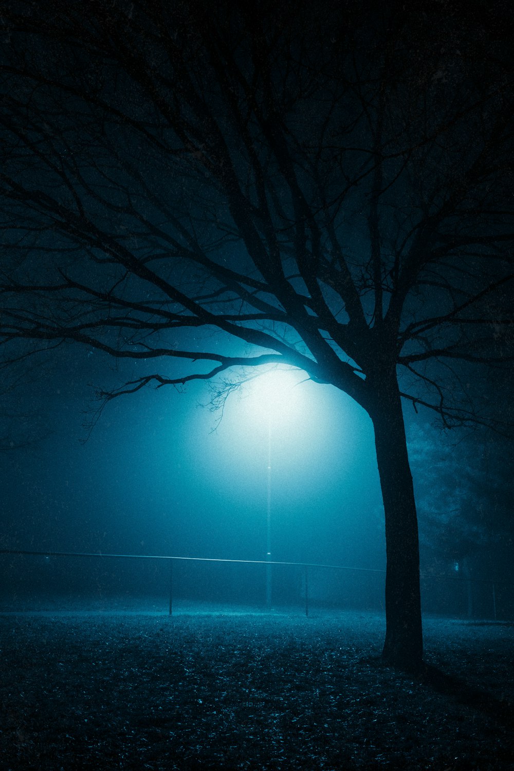Un albero in un parco di notte con un lampione sullo sfondo