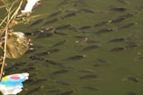 A group of fish swim in murky green water, accompanied by floating debris and plastic waste. The image conveys a natural environment tainted by pollution.