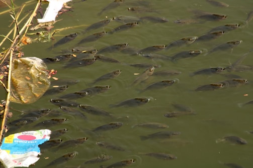 A group of fish swim in murky green water, accompanied by floating debris and plastic waste. The image conveys a natural environment tainted by pollution.