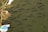 A group of fish swim in murky green water, accompanied by floating debris and plastic waste. The image conveys a natural environment tainted by pollution.