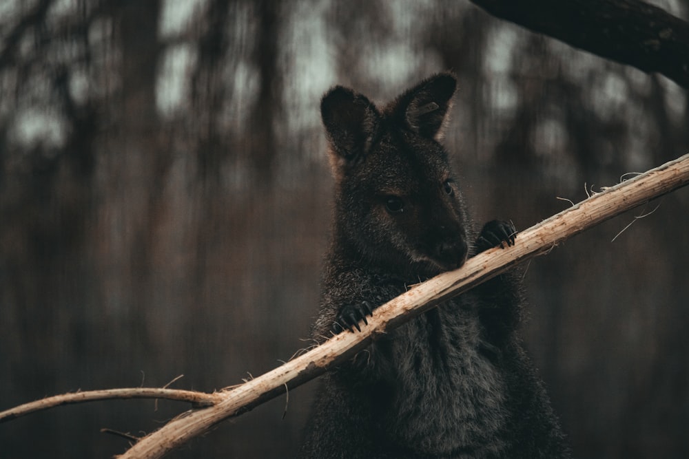 a black wolf is holding a branch in its mouth