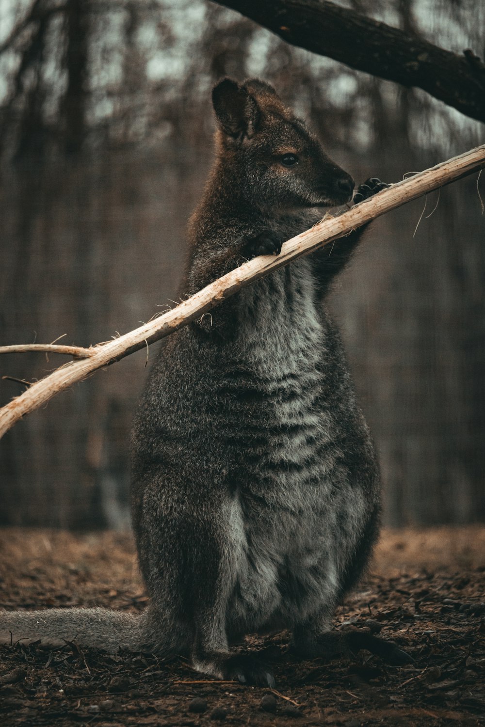 a small animal standing on its hind legs