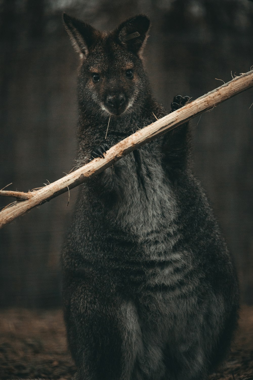 a small black animal holding a stick in it's mouth