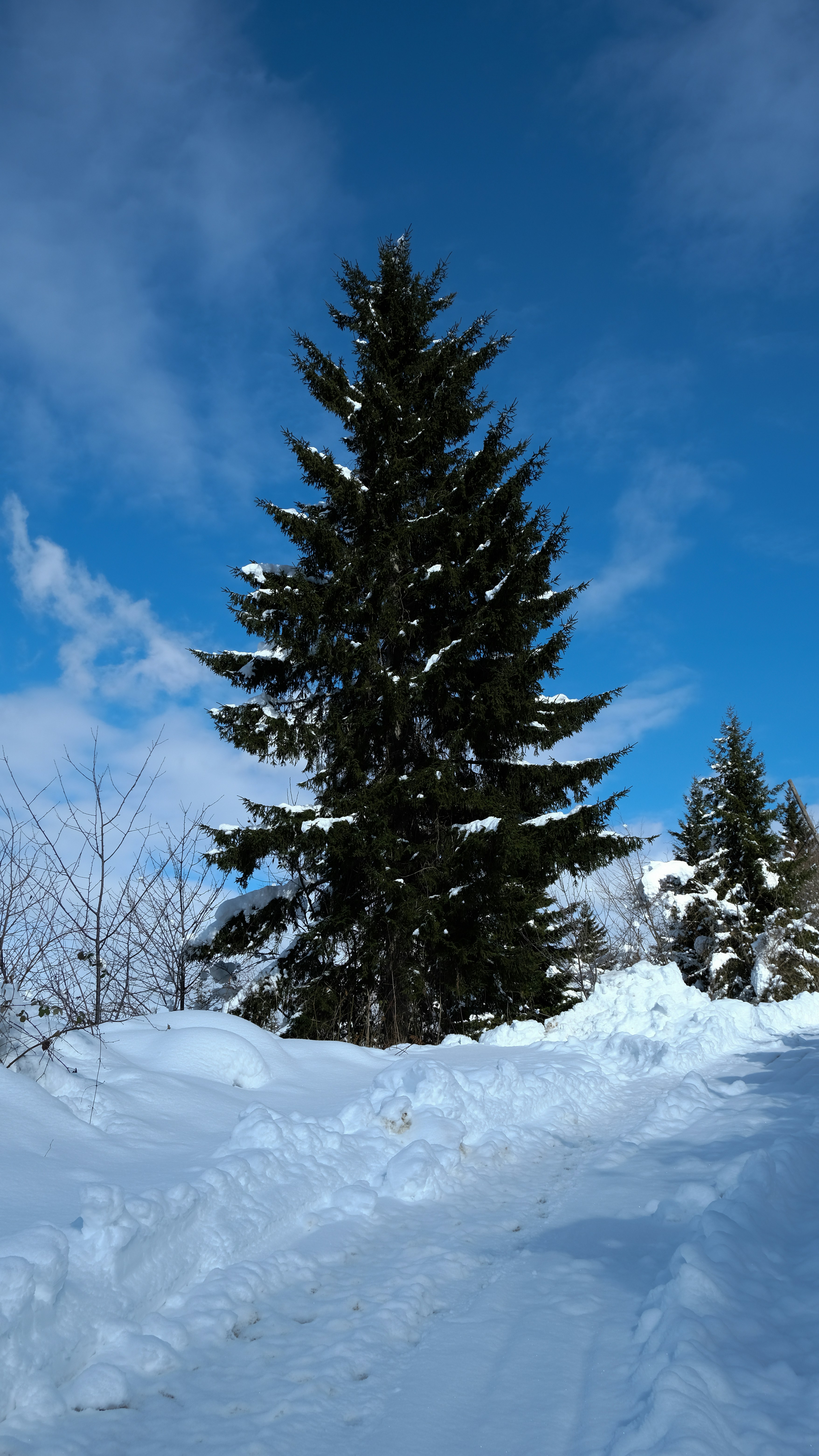 Photo by erenkarakayali