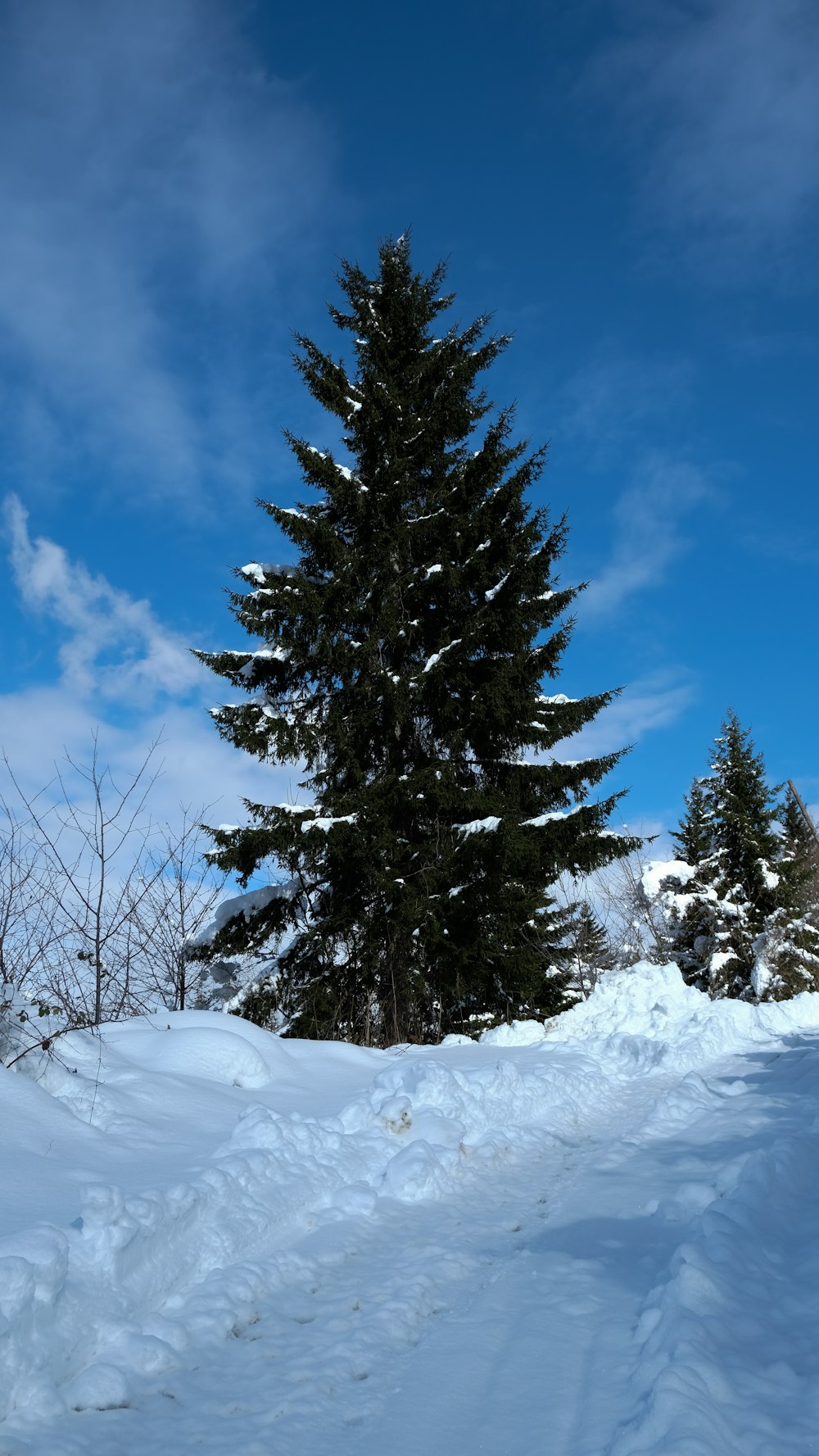 a lone pine tree in the middle of a snowy field