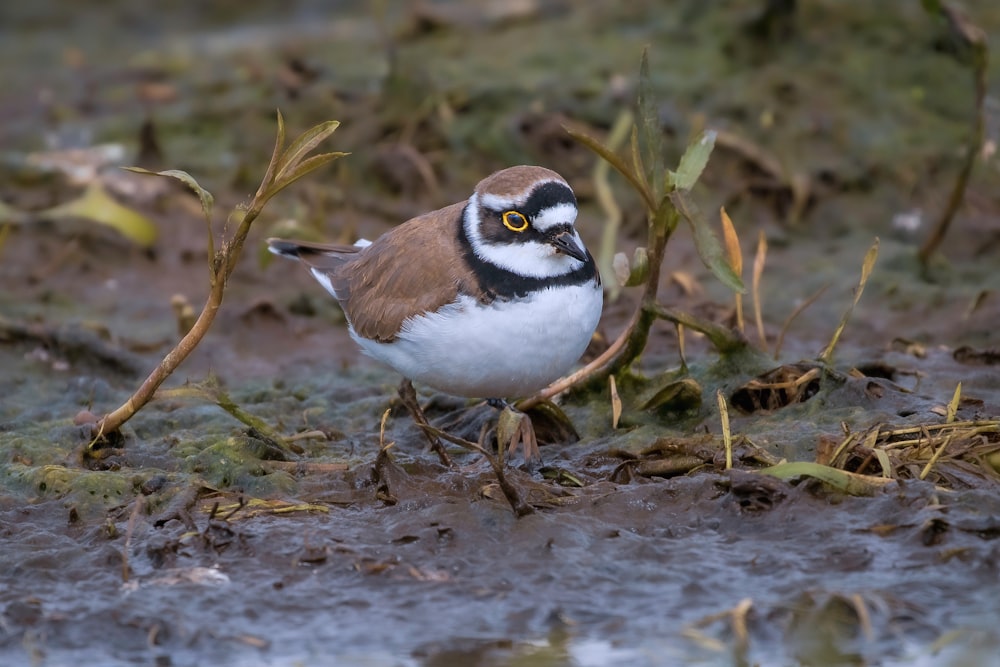 a small brown and white bird standing on the ground