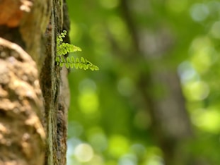 a close up of a tree trunk with a plant growing out of it