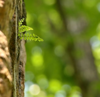 a close up of a tree trunk with a plant growing out of it