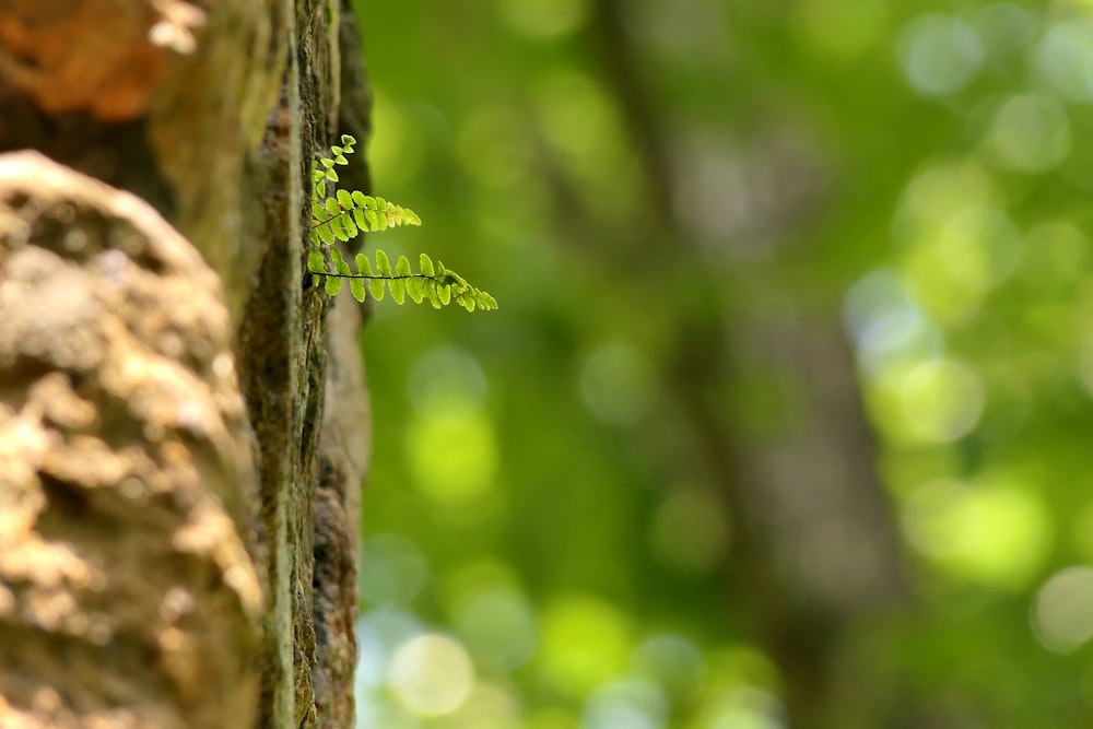 a close up of a tree trunk with a plant growing out of it