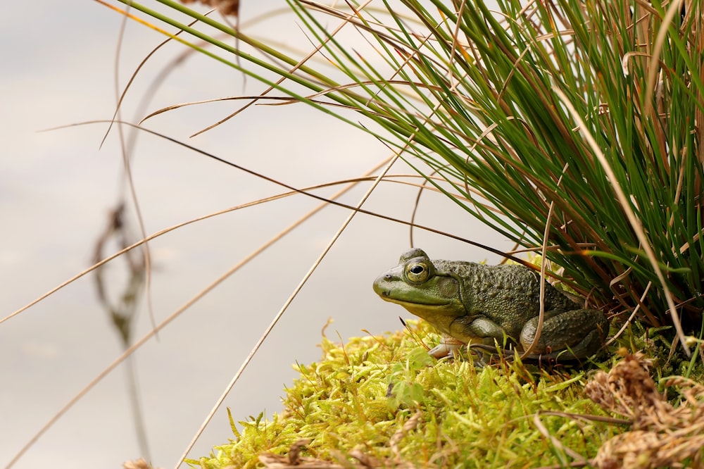 a frog sitting on top of a green patch of grass