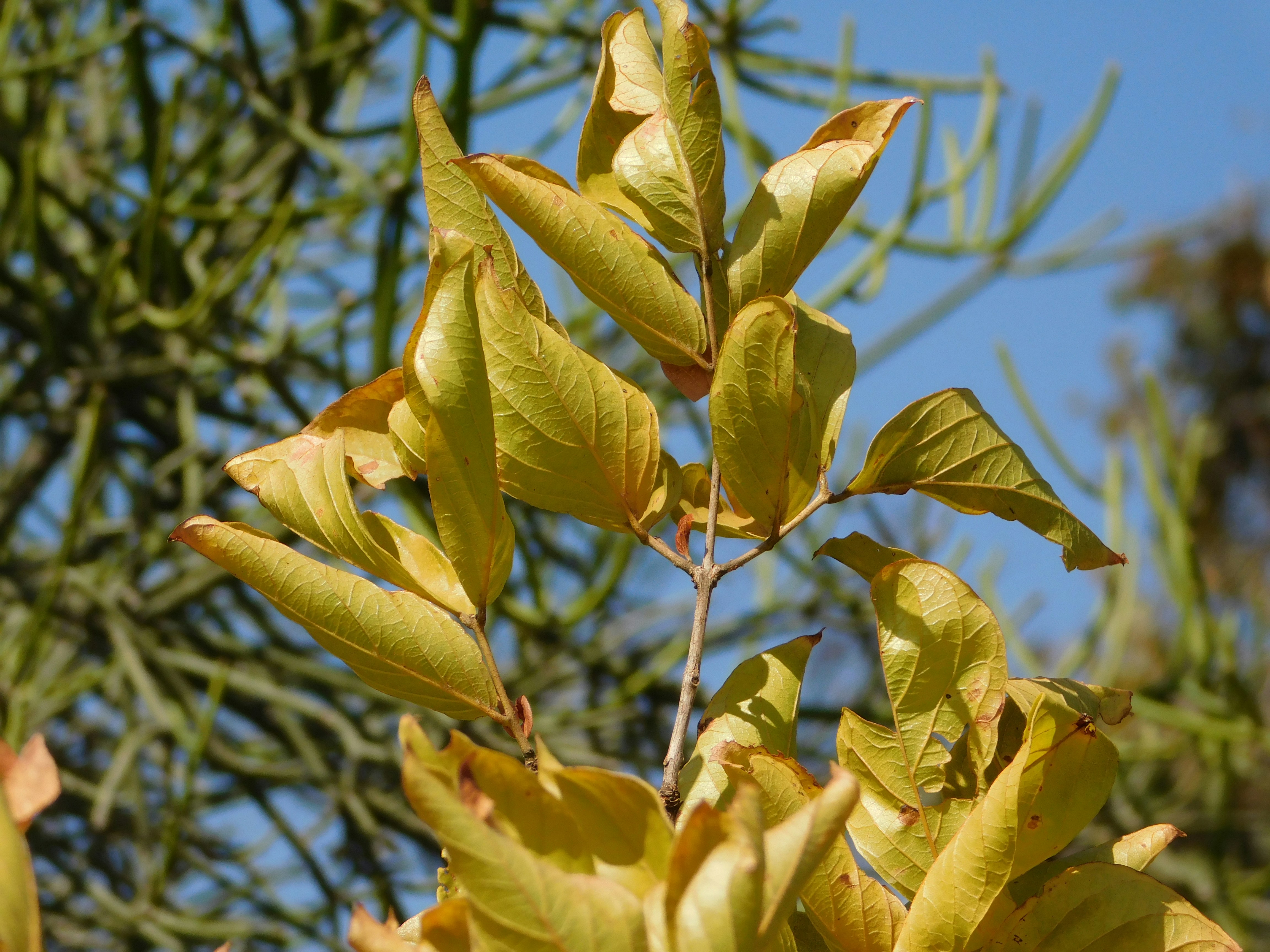 yellow plant with blurred sky in the background
