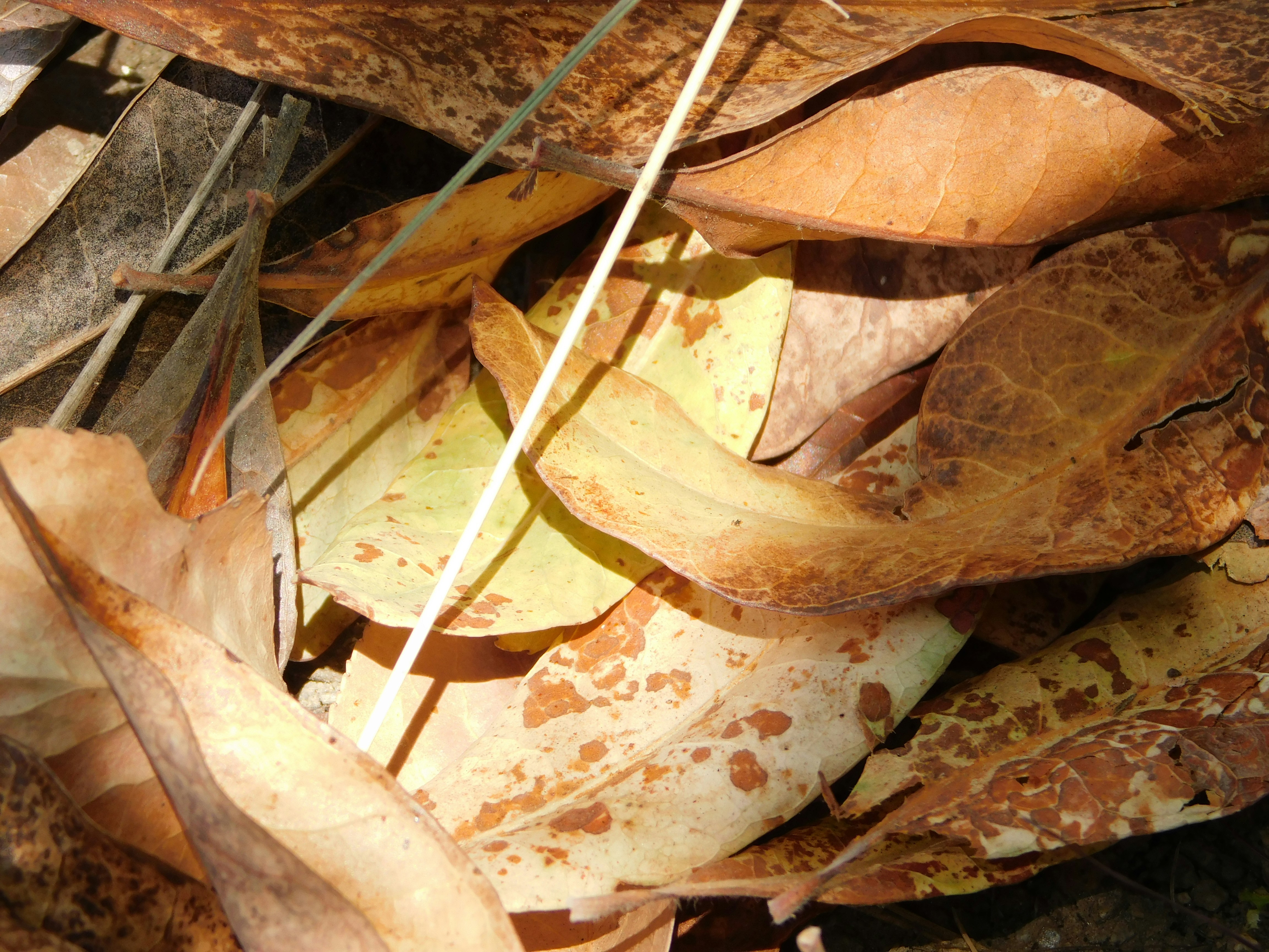 dry leaves on the ground