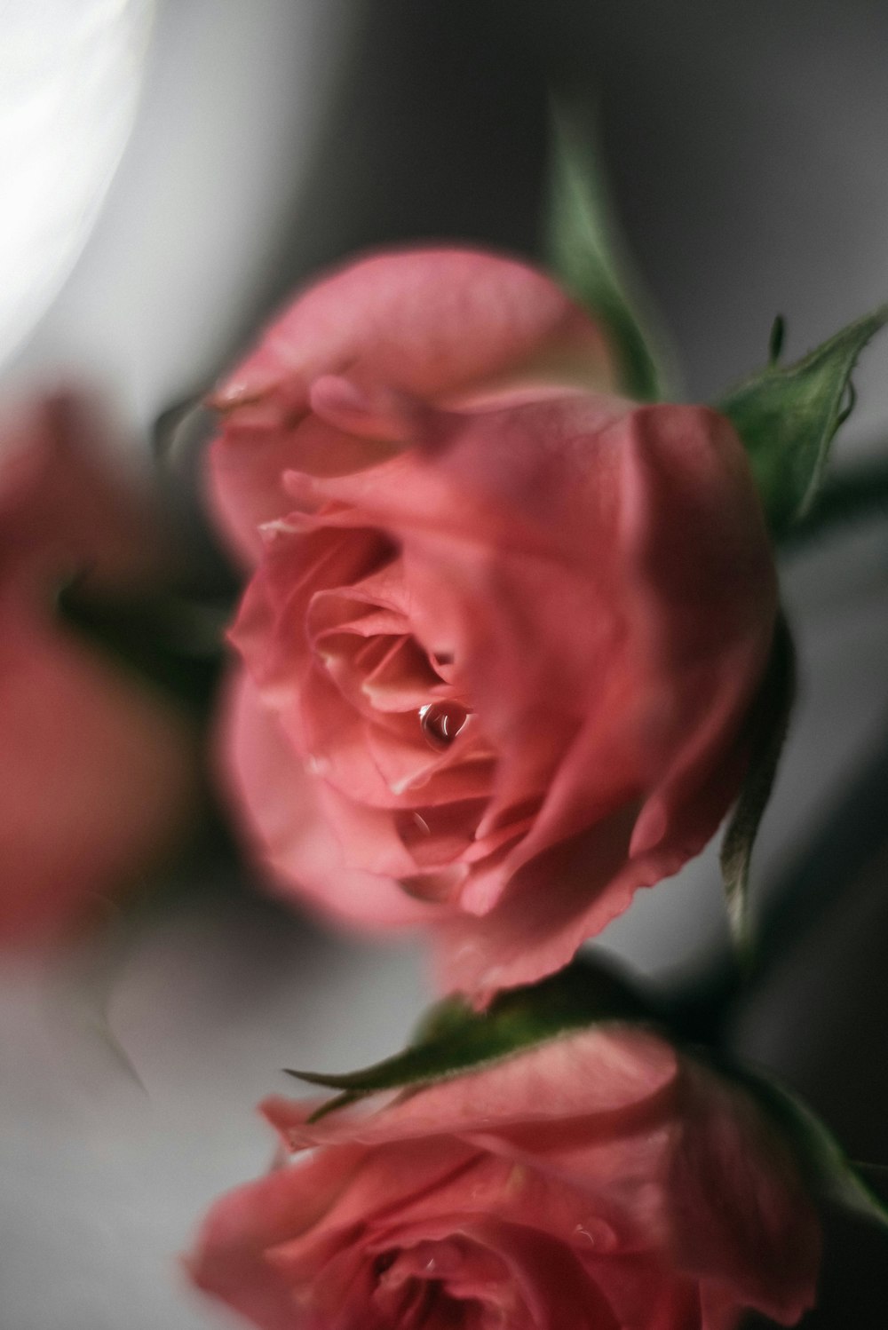 two pink roses sitting on top of a table