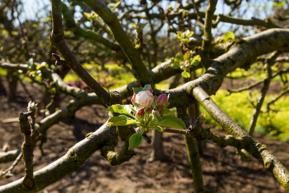 a close up of a tree branch with flowers