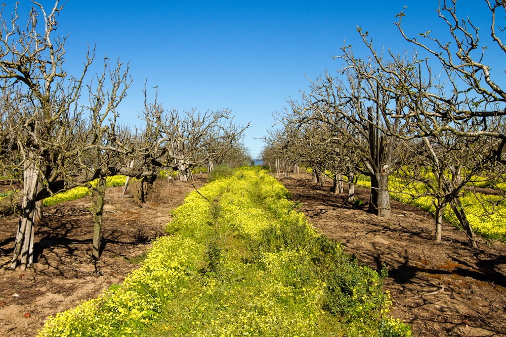 eine unbefestigte Straße, umgeben von Bäumen und Gras