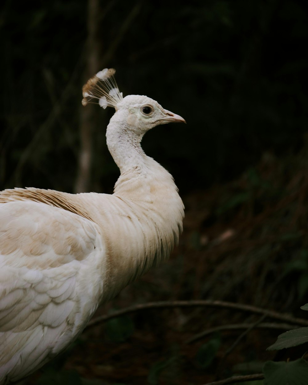 a large white bird standing in a forest