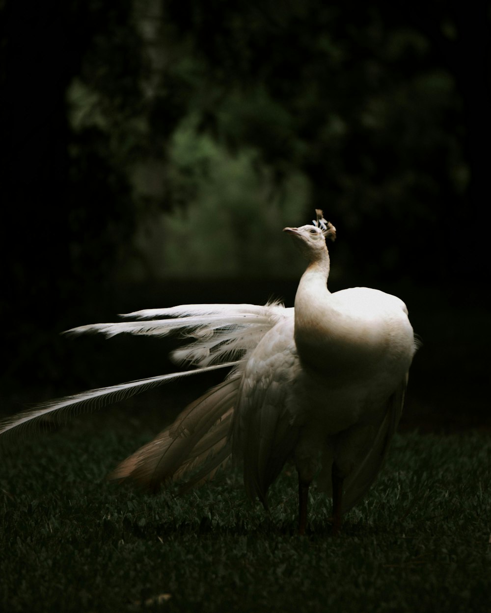 a white peacock standing on top of a lush green field