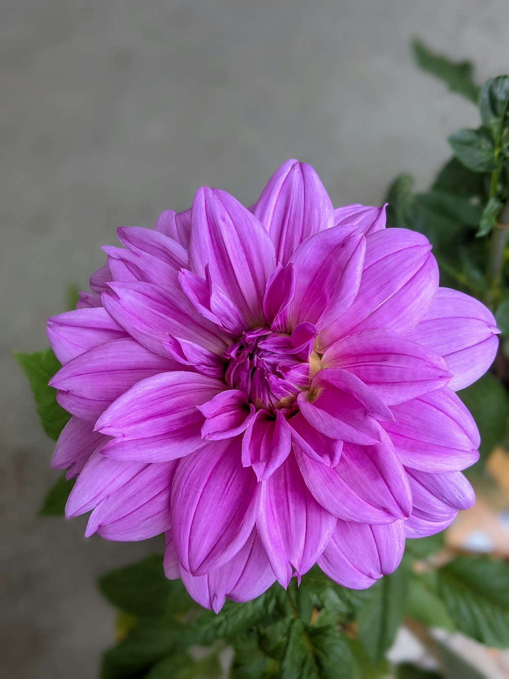 a close up of a purple flower in a vase