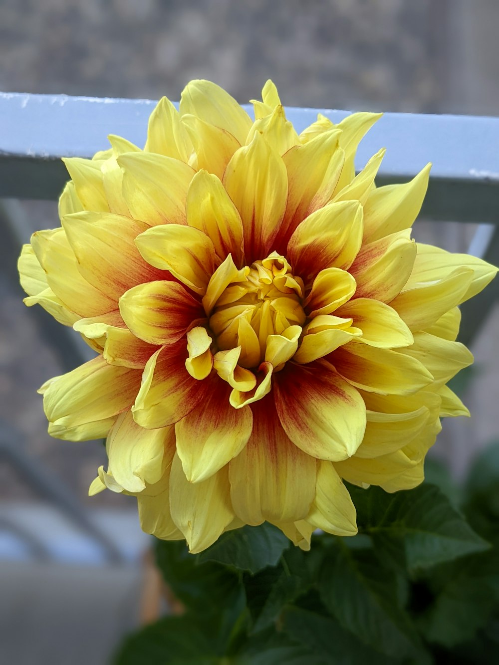 a yellow and red flower sitting on top of a green plant