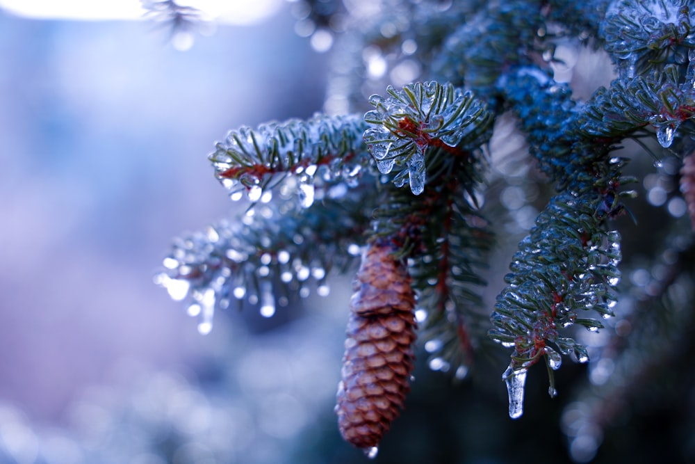 a close up of a pine tree with drops of water on it