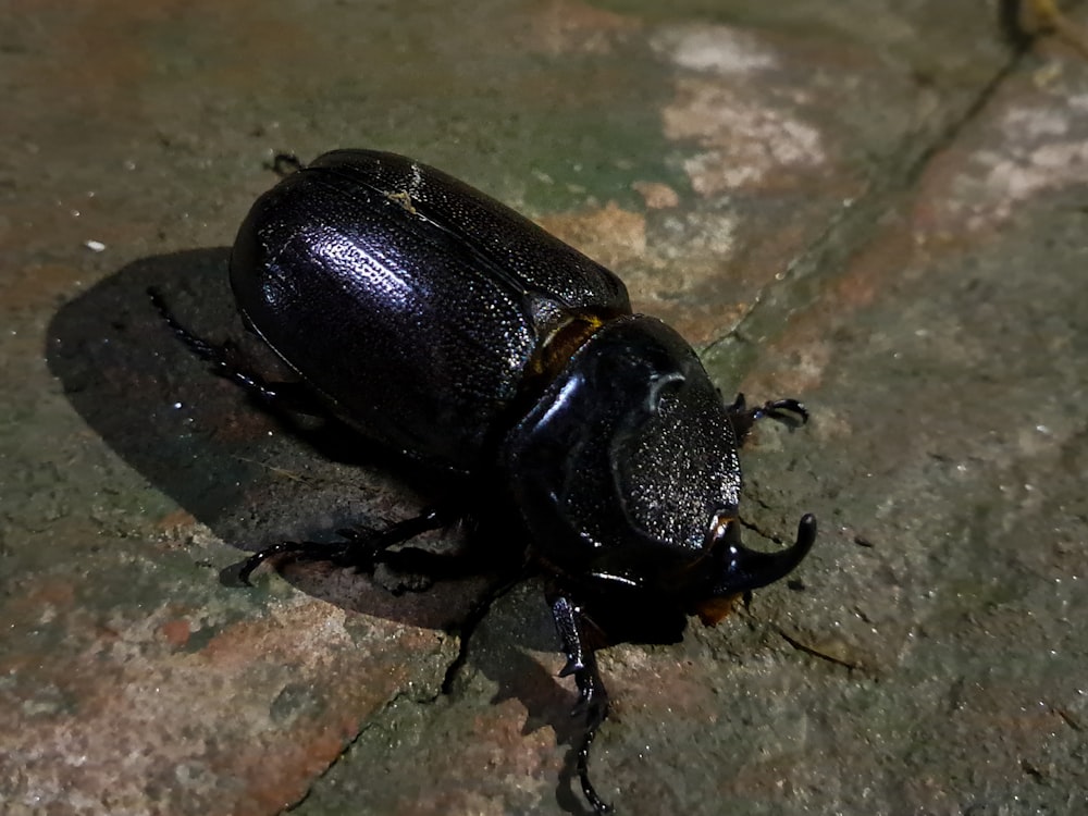 a close up of a beetle on a rock