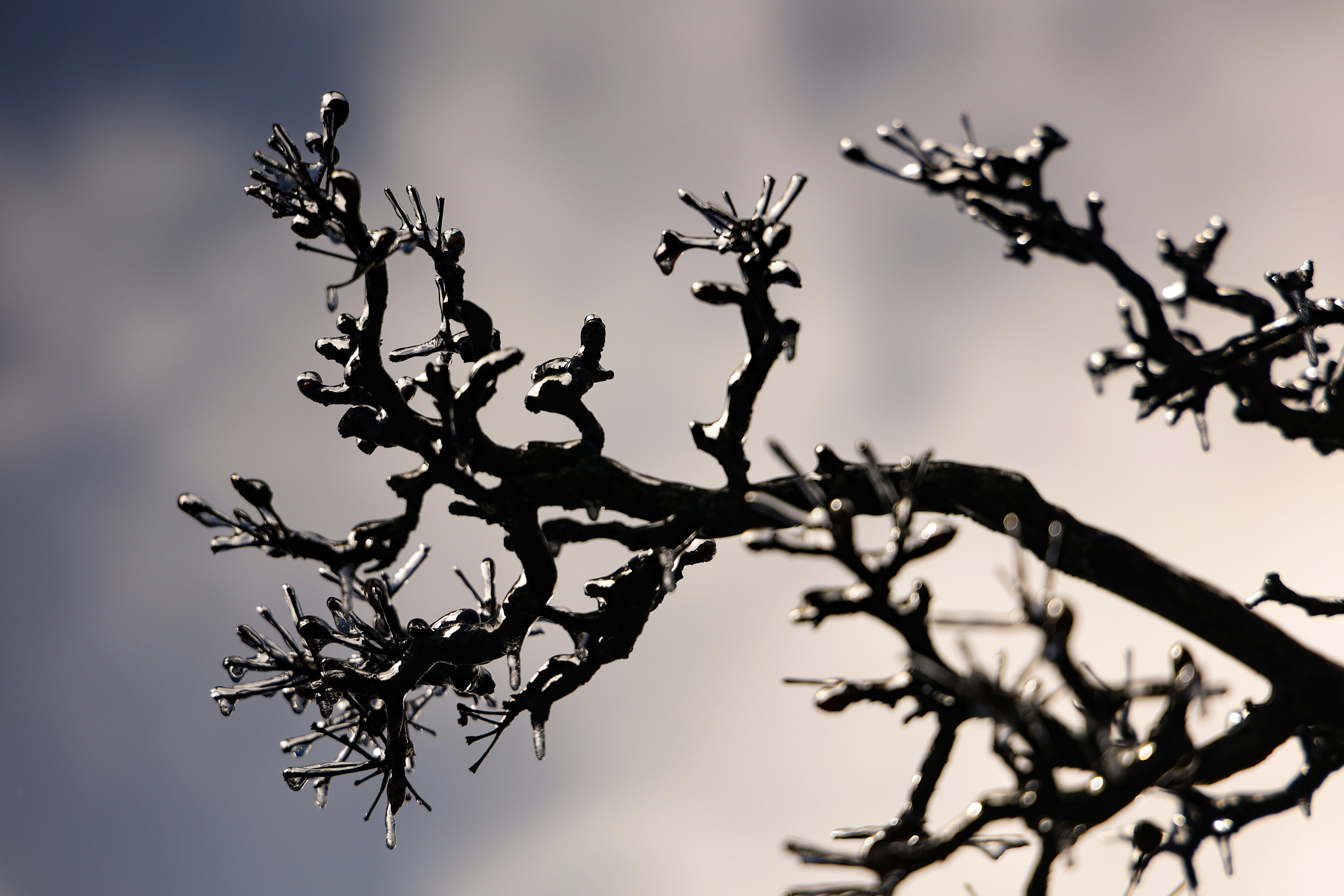 a close up of a tree branch with drops of water on it