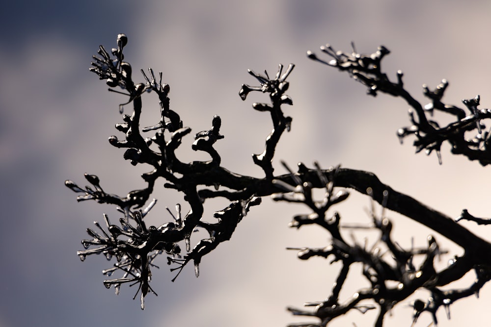 a close up of a tree branch with drops of water on it