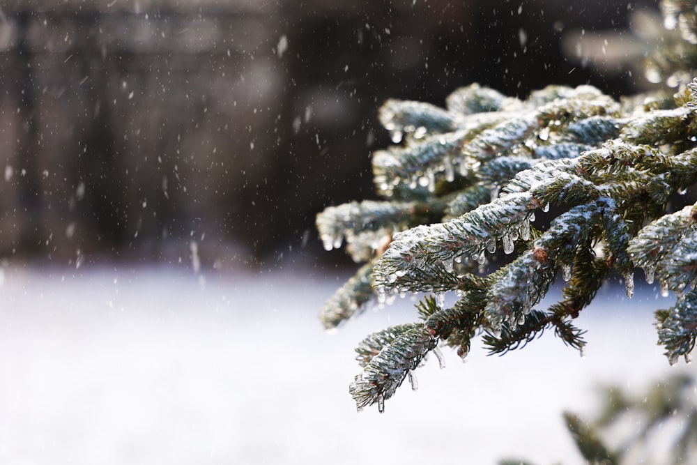 a close up of a pine tree in the snow