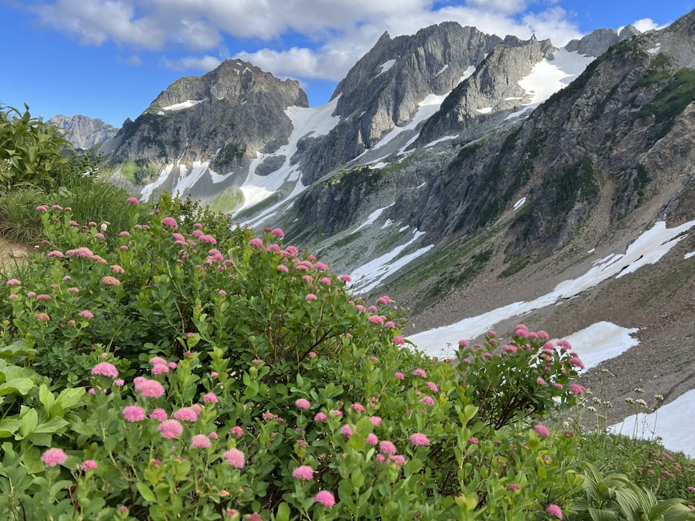 a view of a mountain range with pink flowers in the foreground