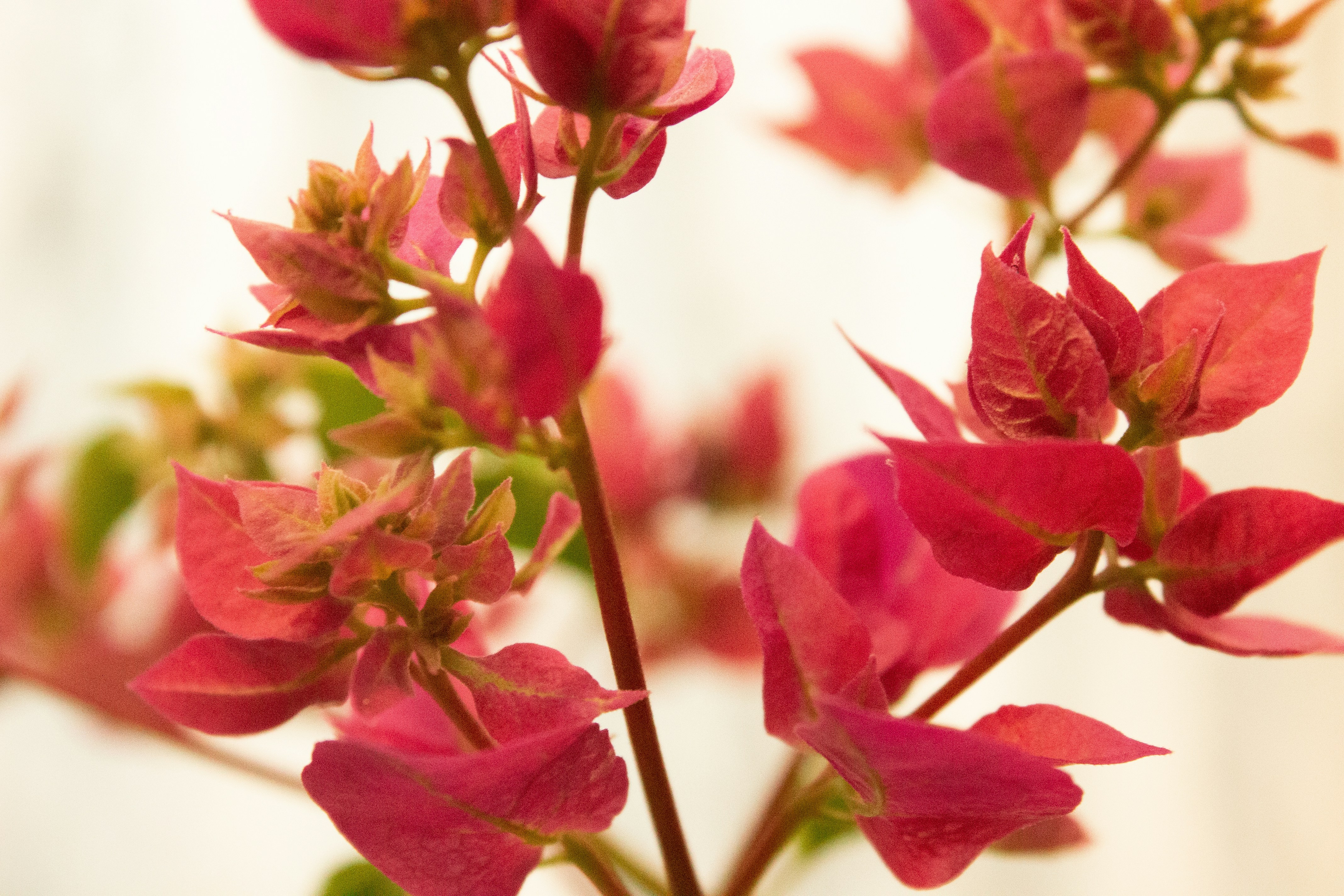 Photo by paolarurrutia