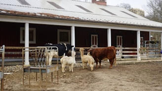 A rural scene with a barn featuring a white roof and red walls. In front is a group of animals including two sheep, a black-and-white cow, and a brown cow standing on bare ground. Metal feeding racks are present next to them, and the area appears to be part of a farm setting.