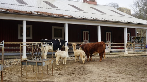 A rural scene with a barn featuring a white roof and red walls. In front is a group of animals including two sheep, a black-and-white cow, and a brown cow standing on bare ground. Metal feeding racks are present next to them, and the area appears to be part of a farm setting.