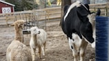 A farm setting features a black and white cow rubbing against a blue brush, with two alpacas standing nearby. The background includes a fenced area and a red barn with white trim.
