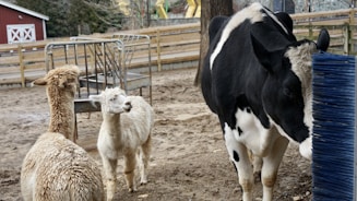 A farm setting features a black and white cow rubbing against a blue brush, with two alpacas standing nearby. The background includes a fenced area and a red barn with white trim.