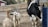 A farm setting features a black and white cow rubbing against a blue brush, with two alpacas standing nearby. The background includes a fenced area and a red barn with white trim.