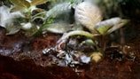 A small, vibrantly colored frog with brown and white patterns is resting on a damp soil surface surrounded by lush green leaves and foliage, creating a natural and humid environment.