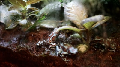 A small, vibrantly colored frog with brown and white patterns is resting on a damp soil surface surrounded by lush green leaves and foliage, creating a natural and humid environment.