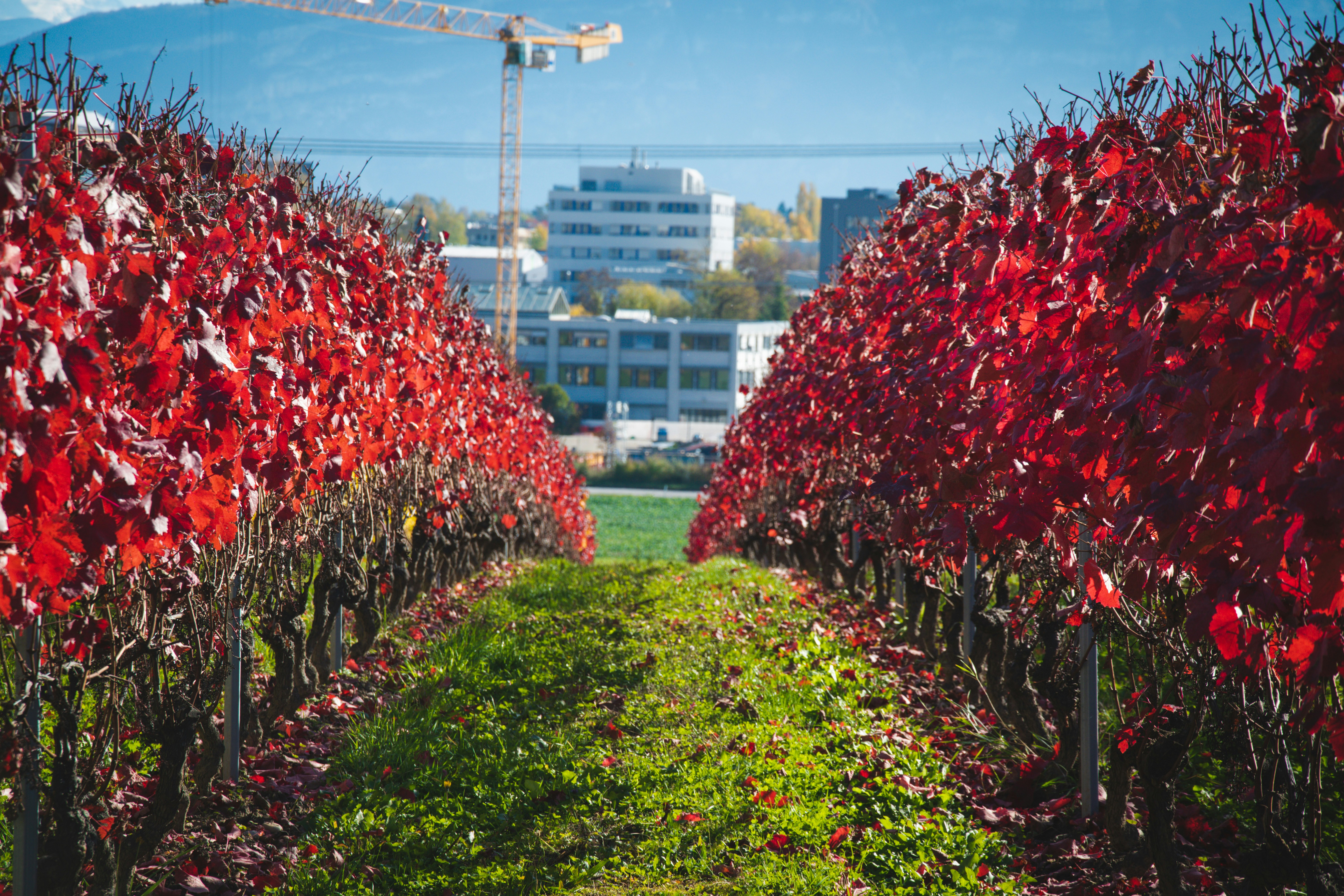 Burgundy vineyard rows in autumn gold and red, stone wall and village church in background