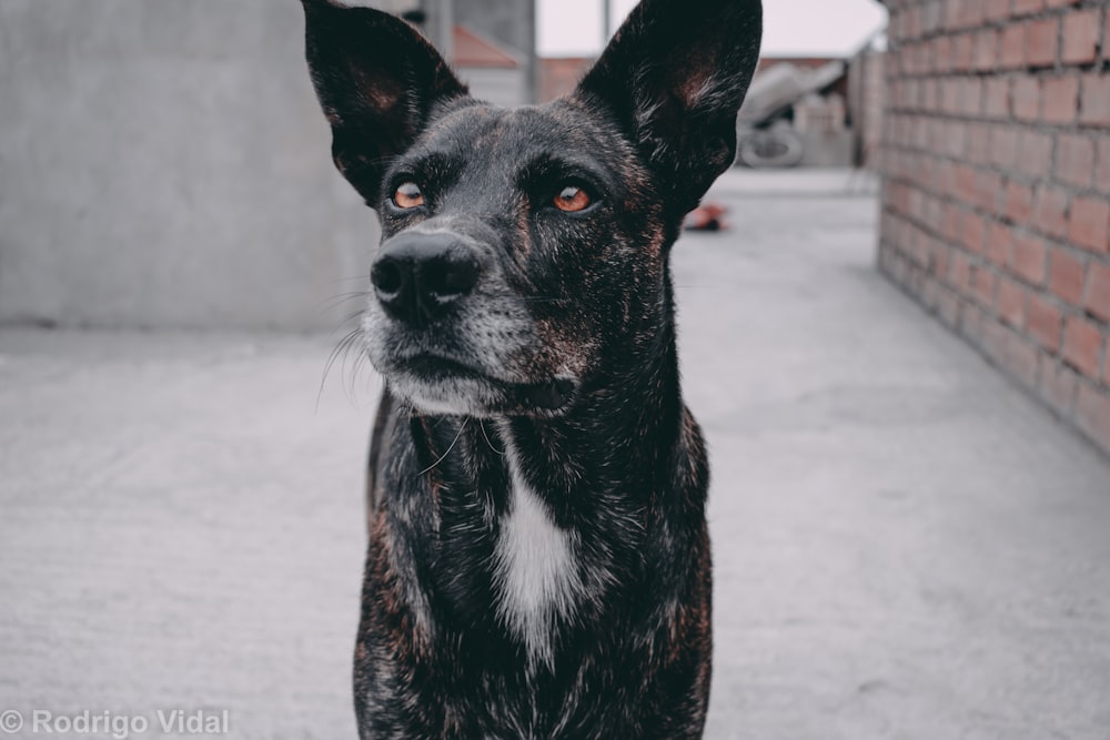 a black and brown dog standing next to a brick wall