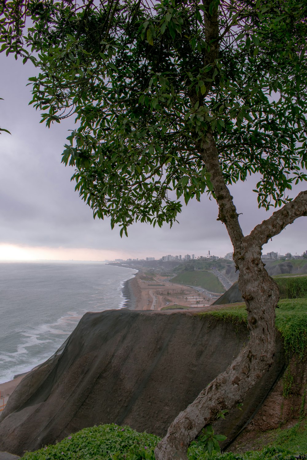 a tree on the side of a cliff near the ocean
