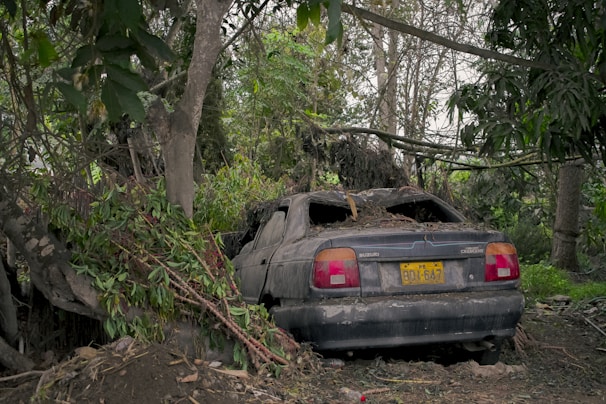 An abandoned vehicle surrounded by greenery.