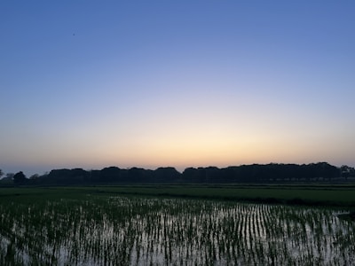 A serene paddy field at sunrise with farmers tending to the crops by hand.